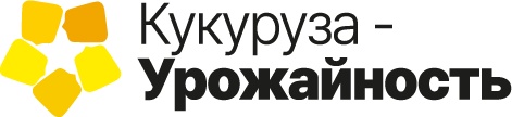 Кукуруза – урожайность