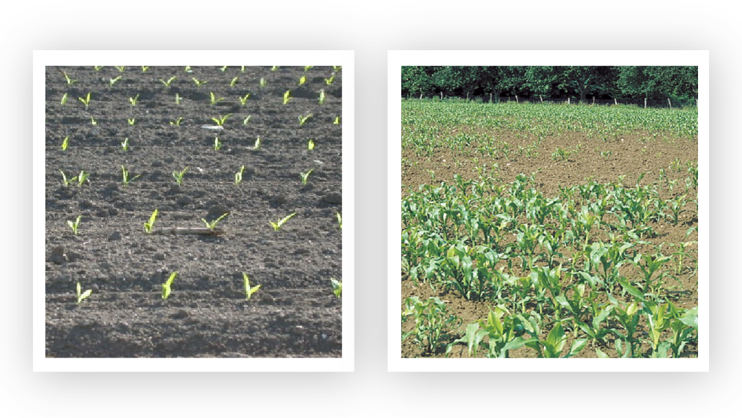 Наблюдайте за участком и рядами растений