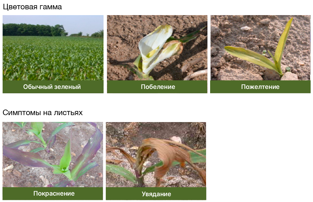 Наблюдайте за органом