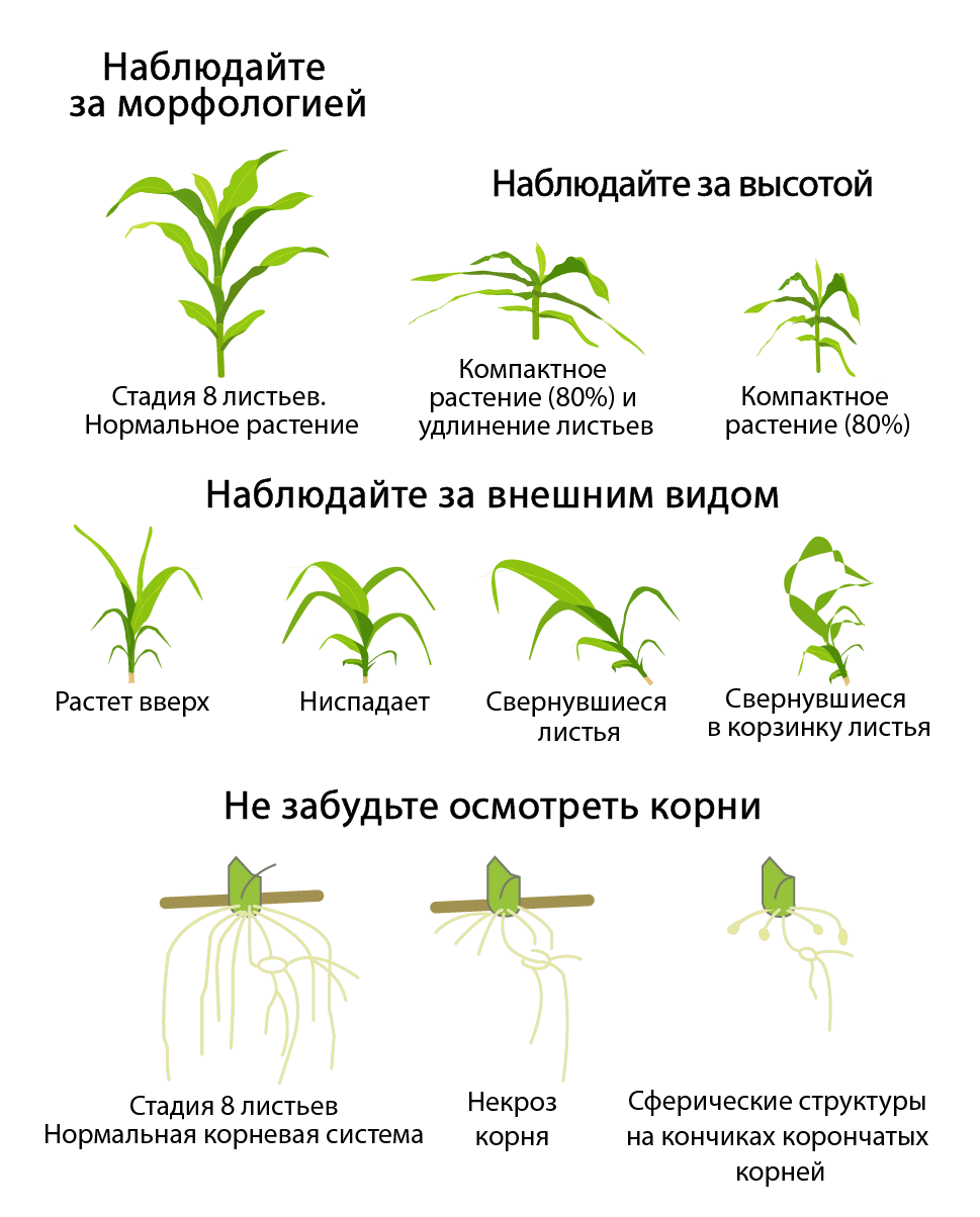 Наблюдайте за растением
