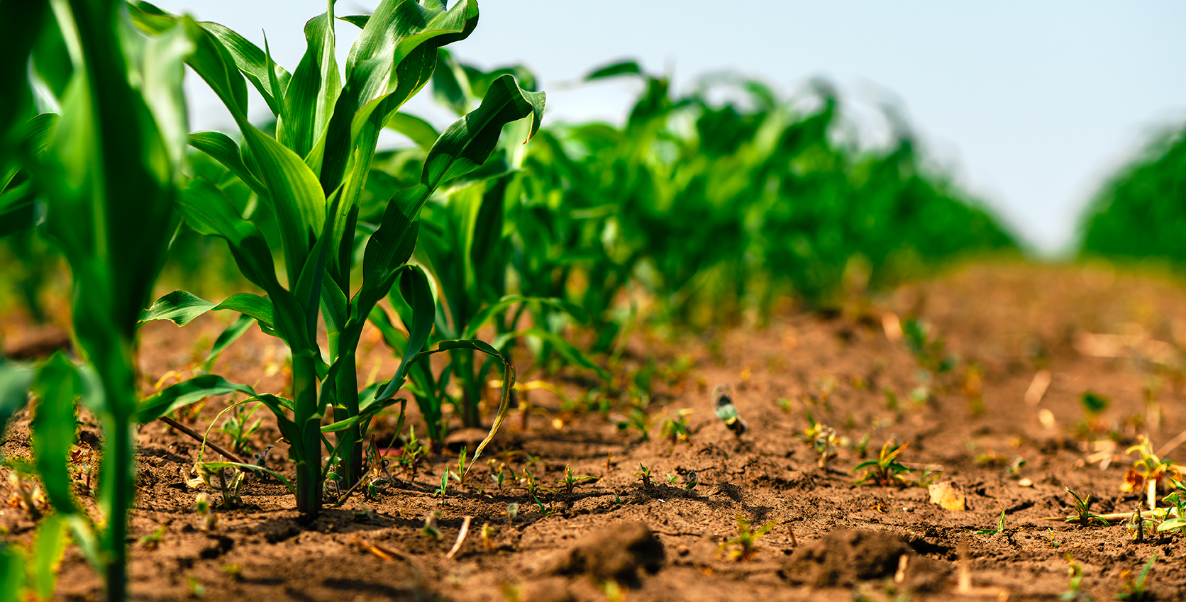 Определите стадию вегетации кукурузы