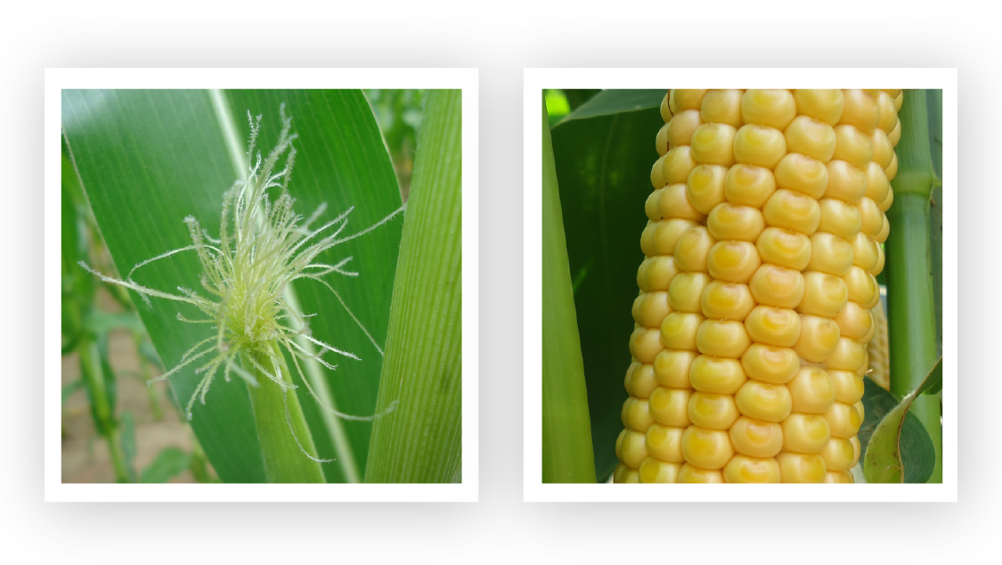 Как определить правильный срок уборки