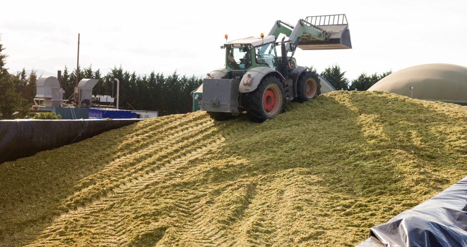 Agricultural machinery preparing shredded maize for further procissing into animal food on agricultural complex.